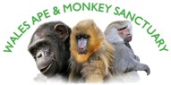 Wales Ape and Monkey Sanctuary